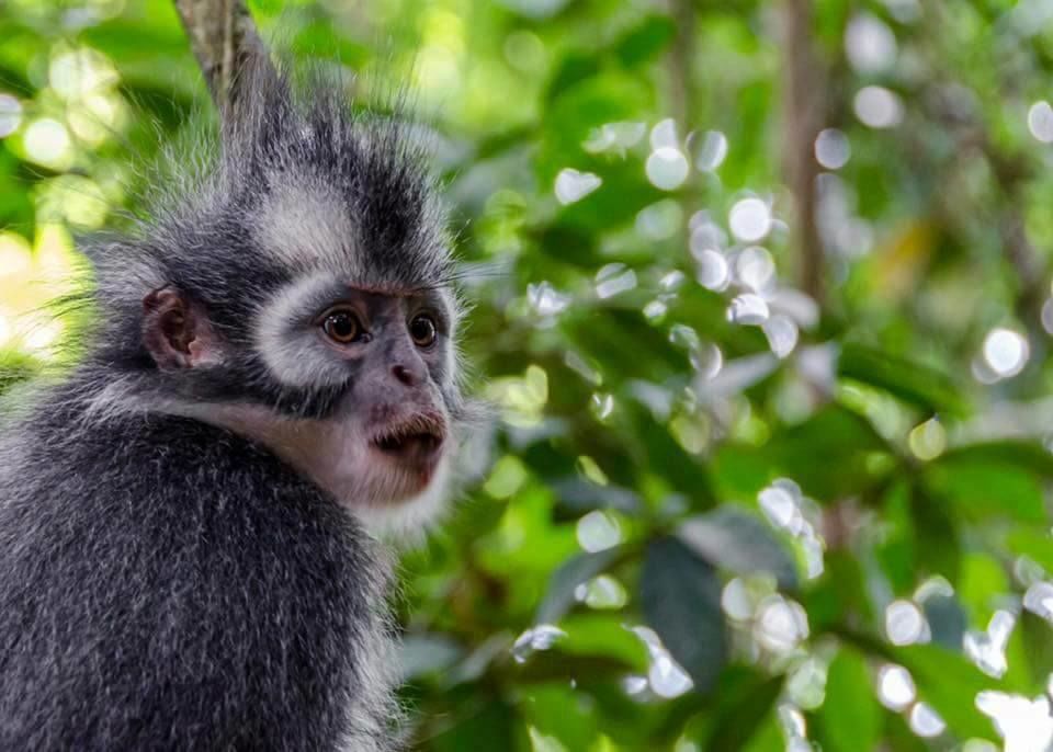 Photo of Into The Wild Bukit Lawang 4/9 by Into The Wild Bukit Lawang
