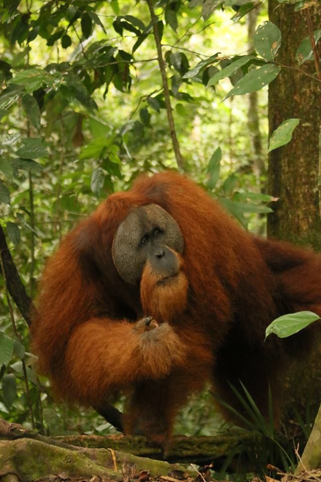 Photo of Into The Wild Bukit Lawang 7/9 by Into The Wild Bukit Lawang