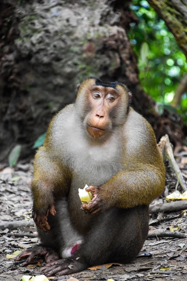 Photo of Into The Wild Bukit Lawang 9/9 by Into The Wild Bukit Lawang