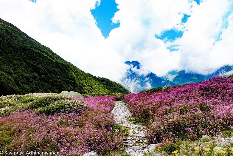 Photo of Valley of flowers national park 1/1 by Kavipriya Adhinarayanan