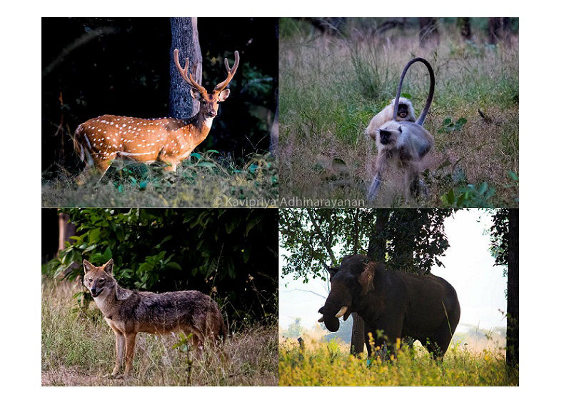 Photo of Pench national park by Kavipriya Adhinarayanan