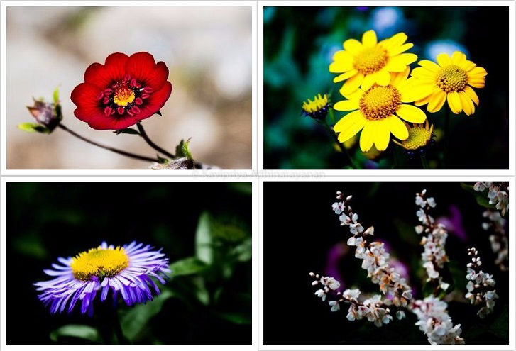 Photo of Valley of flowers national park by Kavipriya Adhinarayanan