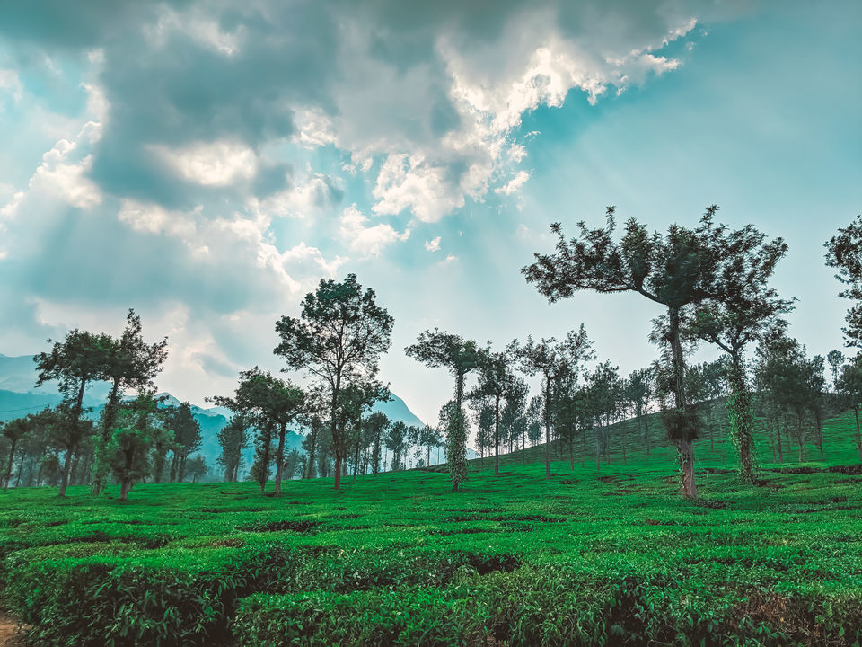 Photo of Chembra and Hridhayathadakam - A Day Trek to the Highest Peak in Wayanad by Mouna Nanaiah