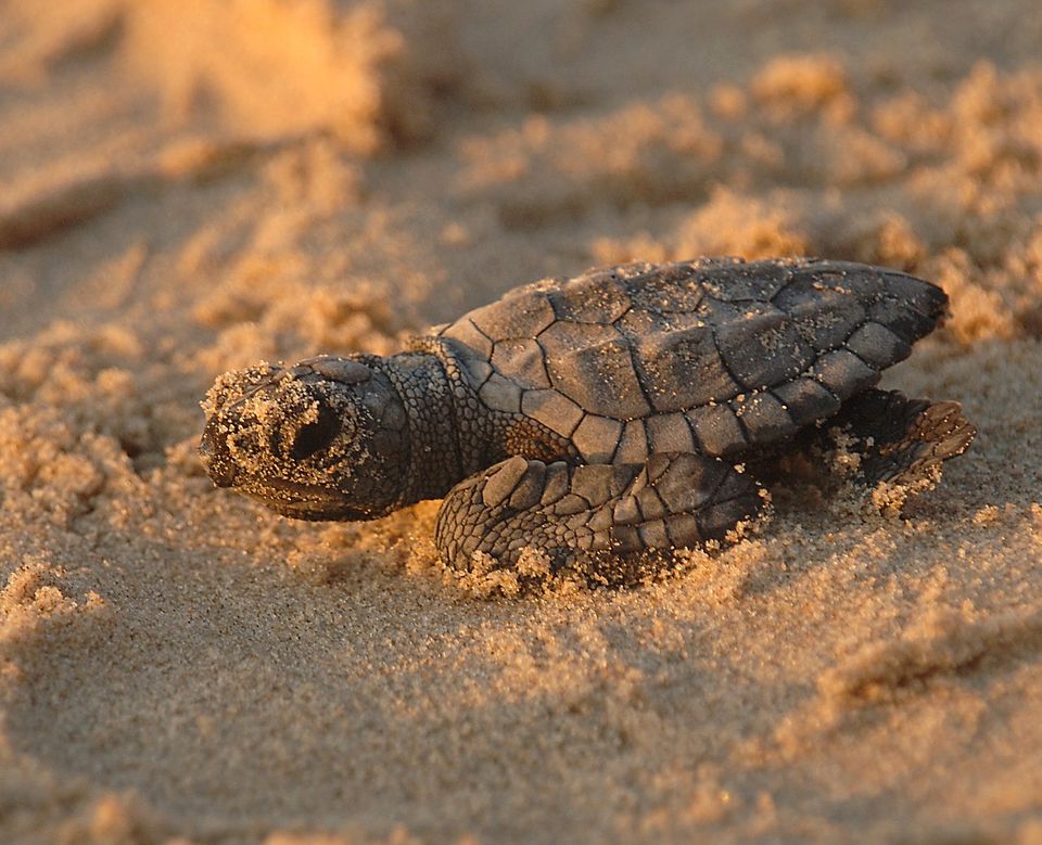 Photo of Gahirmatha, Sailendra Sarai, Odisha, India by Siddharth Sujan