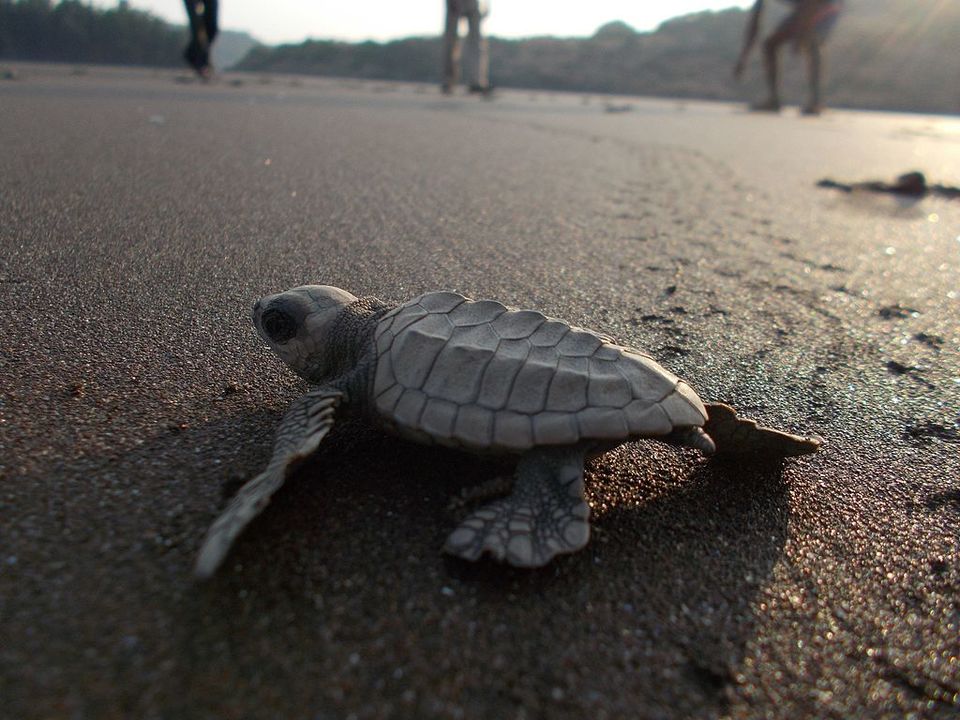 Photo of Odisha, India by Siddharth Sujan
