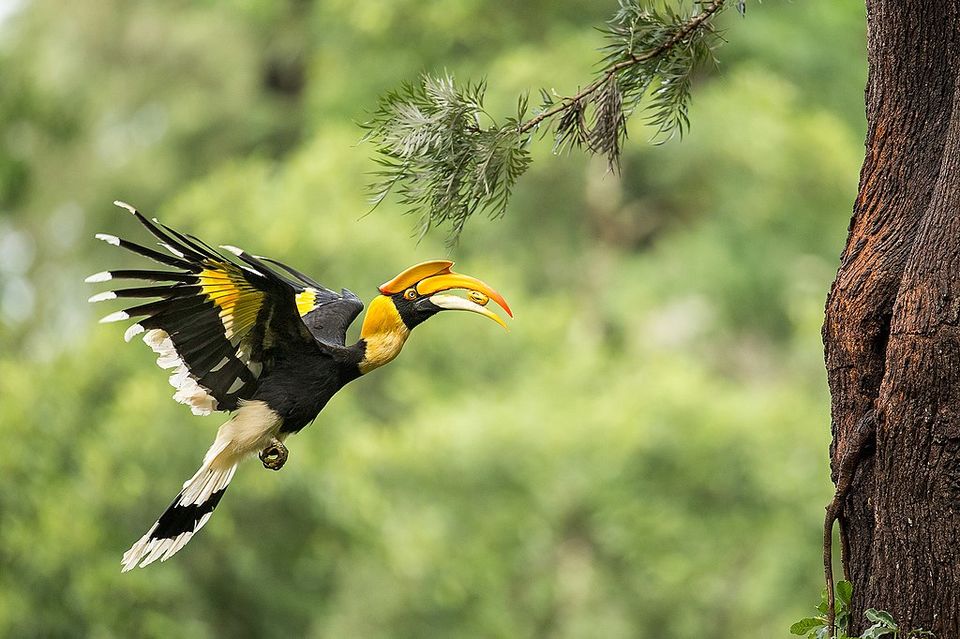 Photo of Your Goa Plans Will Get a Crazy Twist with This Kickass Wildlife Sanctuary Nobody Told You About! by Siddharth Sujan