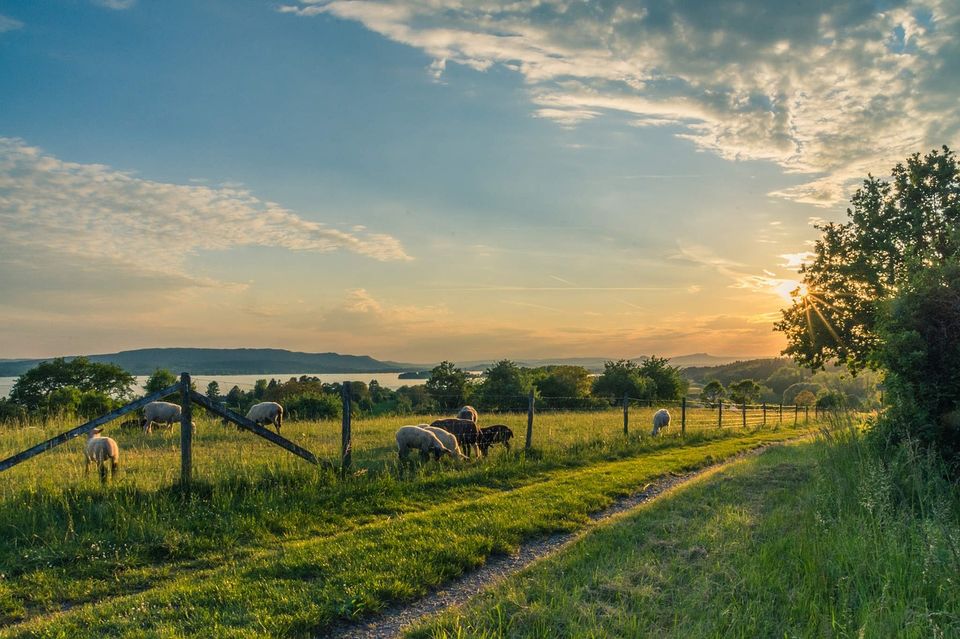 Photo of Farm to Table Meals, Artisanal Cheeses and Cute Dogs: This Organic Farm Near Delhi Has It All! by Siddharth Sujan