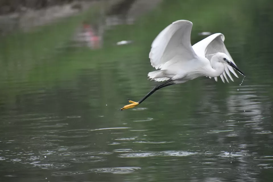 Photo of Kumarakom Bird Sanctuary, Kavanattinkara, Kumarakom, Kerala, India by Siddharth S