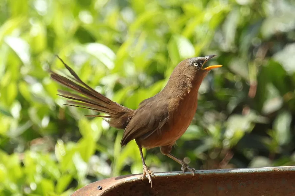 Photo of Thattekad Bird Sanctuary, Thattekad, Kerala, India by Siddharth S