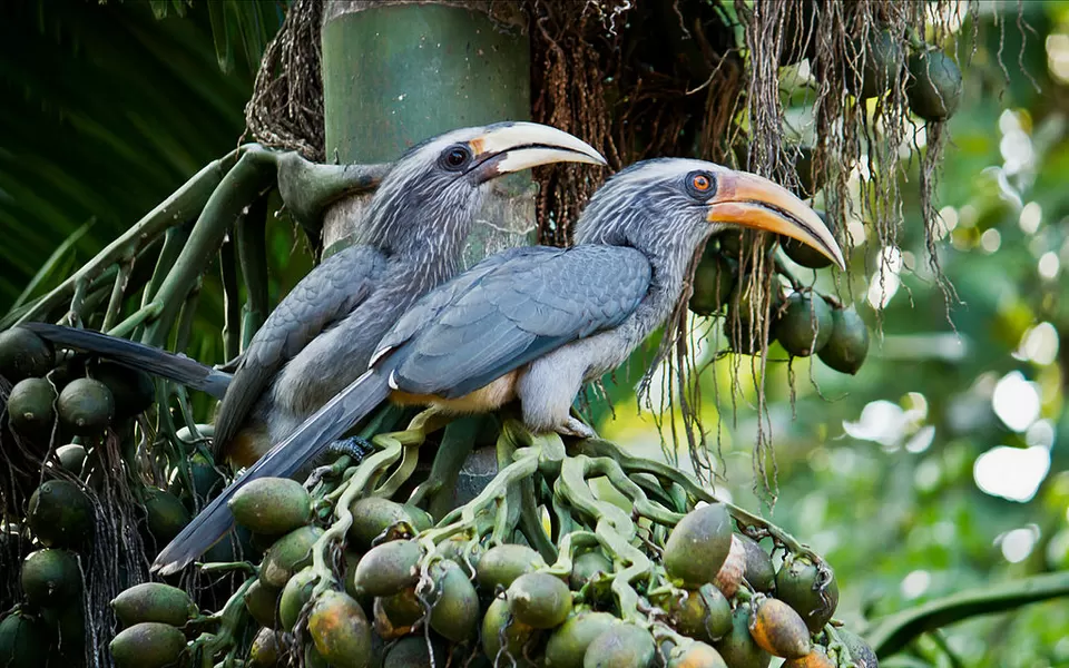 Photo of Mangalavanam Bird Sanctuary, Ayyappankavu, Ernakulam, Kerala, India by Siddharth S