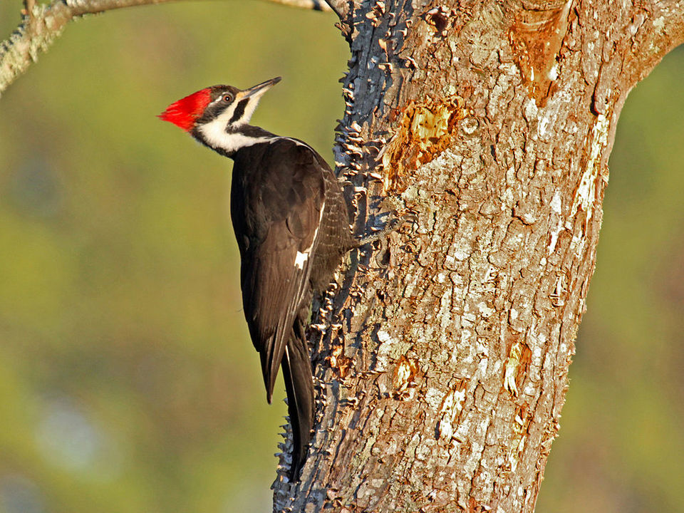 Photo of Done With Backwater Cruises? These Bird Sanctuaries Will Make You Want To Hit Kerala Once Again! by Siddharth Sujan