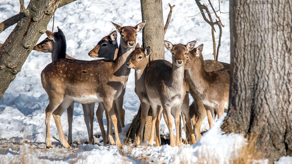 Photo of Feeling Delhi's Heat? Pack Your Bags and Head to This Ski Resort in Gulmarg ASAP! by Siddharth Sujan