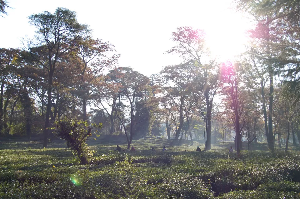 Photo of Palampur, Himachal Pradesh, India by Siddharth Sujan
