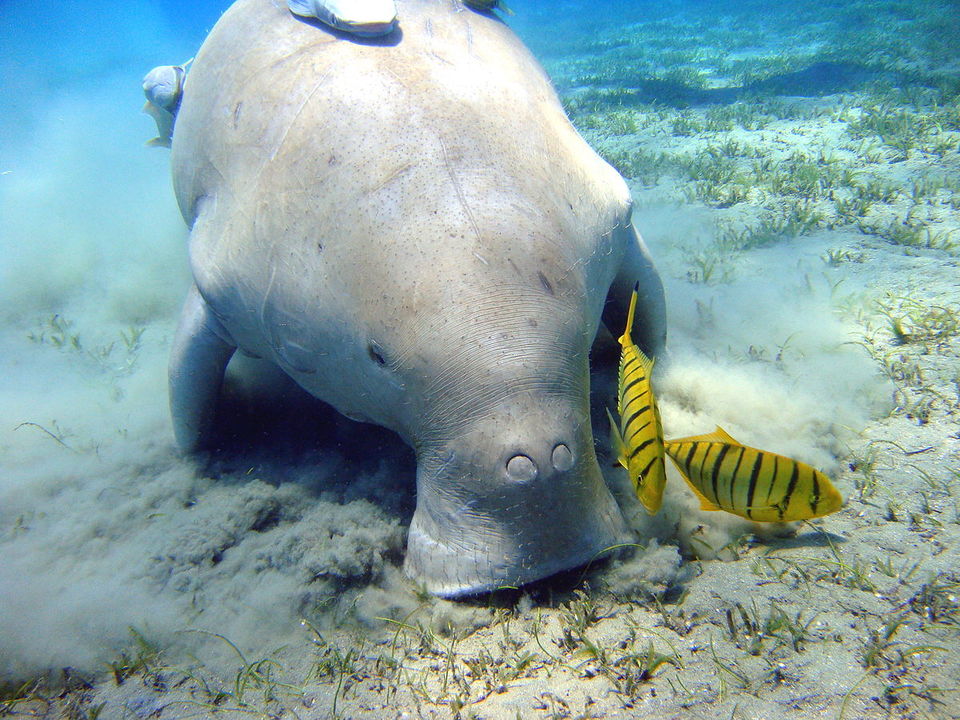 Photo of This Bucket-List-Worthy Marine National Park Between India and Sri Lanka Has Been Hiding All Along! by Siddharth Sujan
