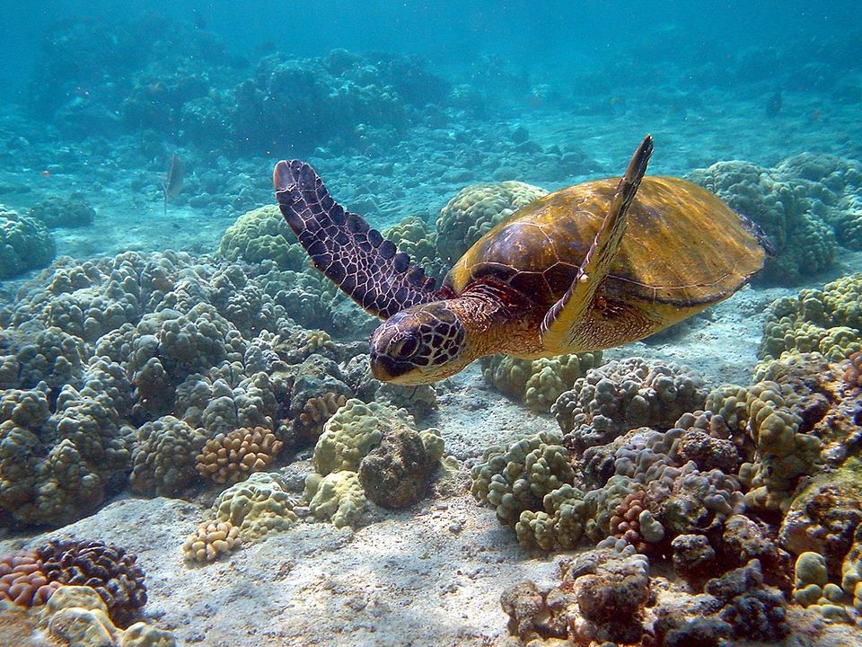 Photo of This Bucket-List-Worthy Marine National Park Between India and Sri Lanka Has Been Hiding All Along! by Siddharth Sujan
