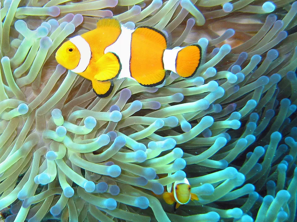 Photo of Gulf of Mannar Marine National Park by Siddharth S