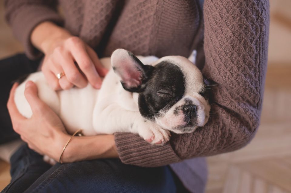 Photo of 10 Best Dog Cafes In Delhi NCR For Your Next Furry Date! by Siddharth Sujan