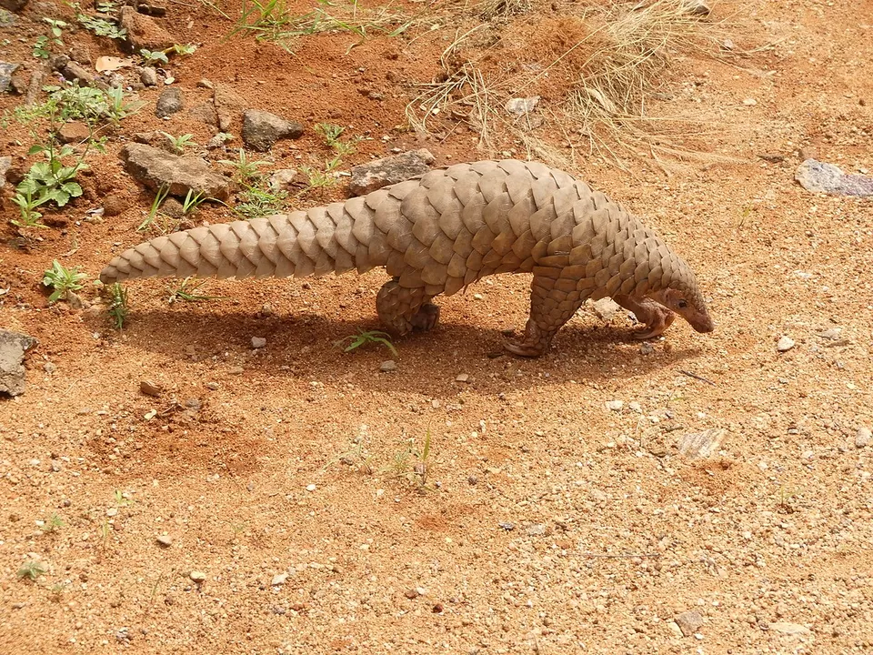 Photo of Gir Forest, Mullawada, Junagadh, Gujarat, India by Siddharth S