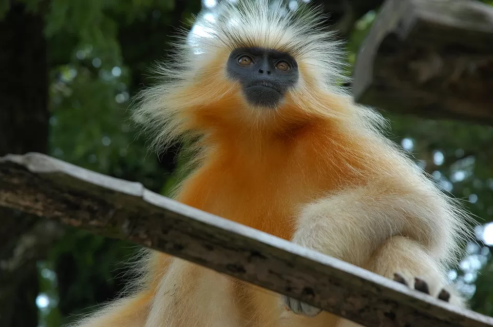 Photo of Manas National Park, Gobardhana, Assam, India by Siddharth S