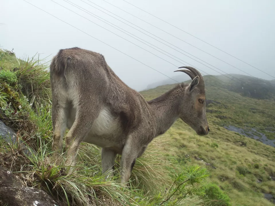 Photo of Eravikulam National Park, Kerala, India by Siddharth S