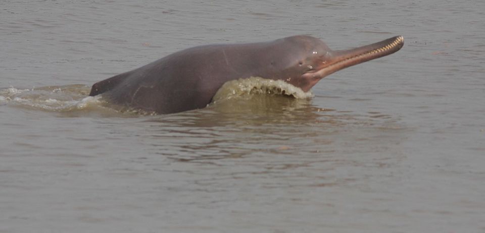 Photo of 10 Fantastic Beasts And Where To Find Them In India by Siddharth Sujan
