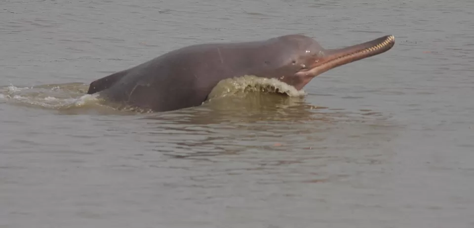 Photo of 10 Fantastic Beasts And Where To Find Them In India by Siddharth Sujan