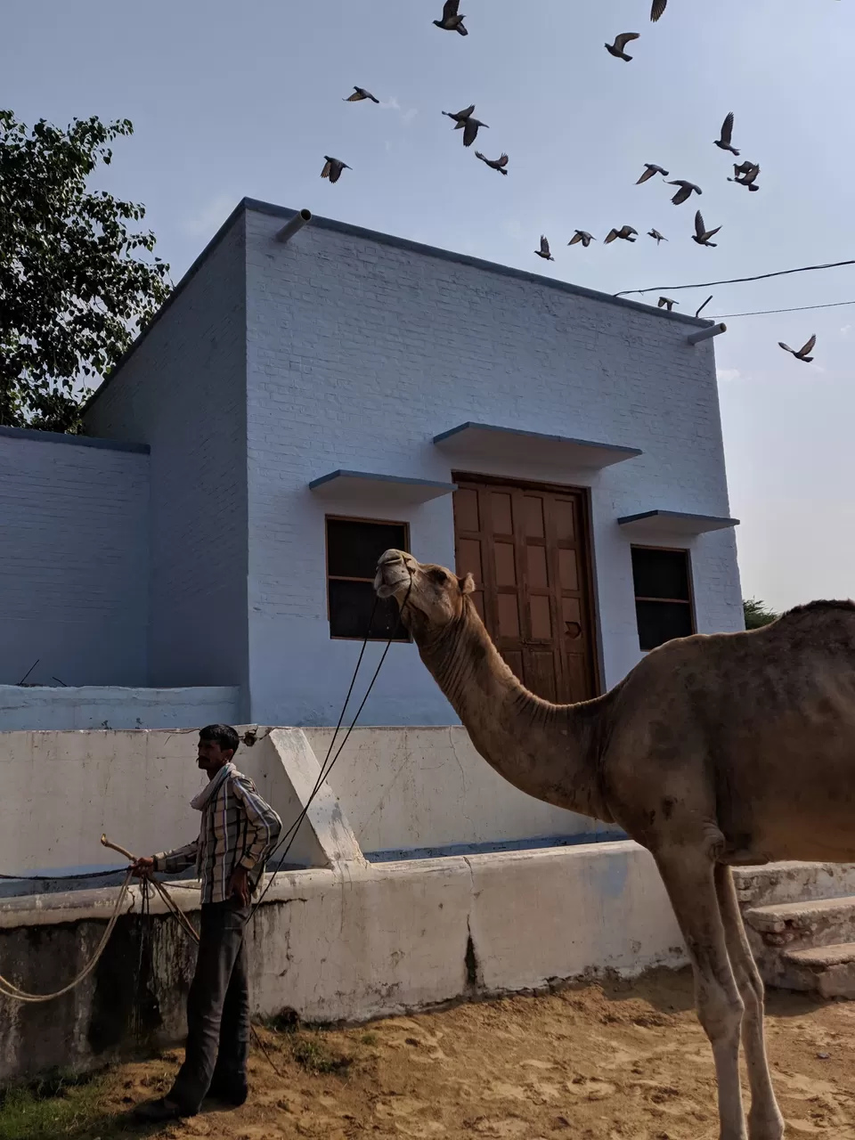 Photo of National Research Centre on Camel, Bikaner, Rajasthan, India by Siddharth S