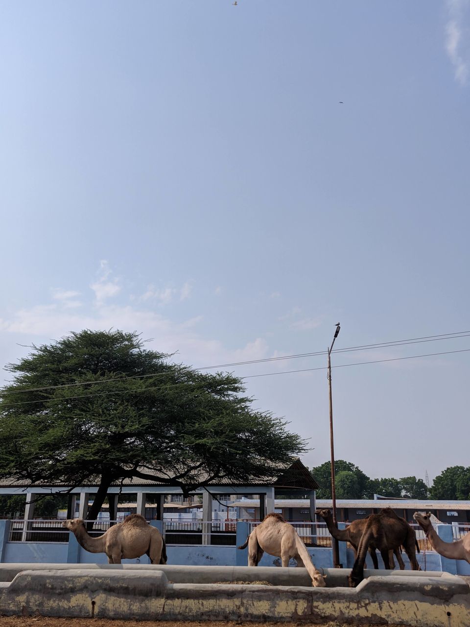 Photo of Missed The Pushkar Mela? India's Only Camel Research Centre Is Just 10km From Bikaner! by Siddharth Sujan
