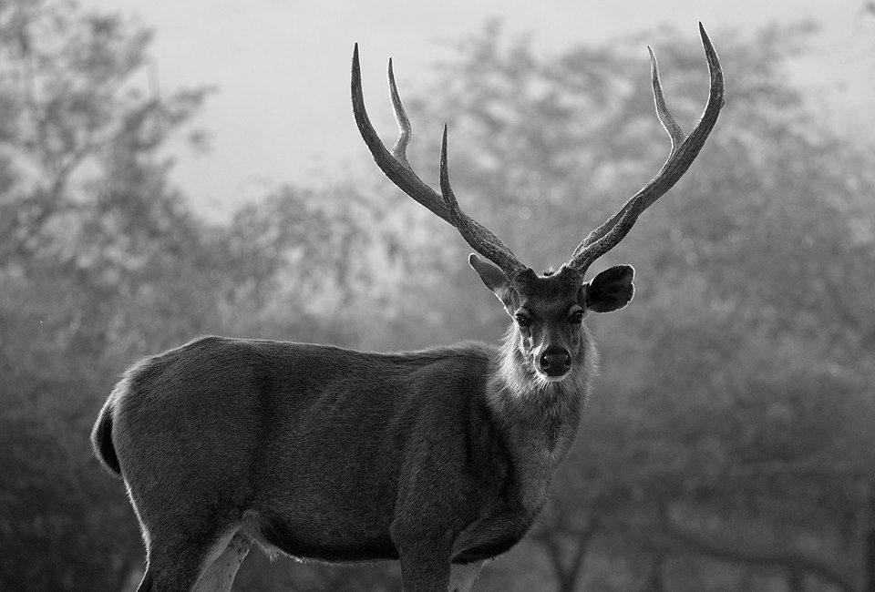 Photo of Sariska National Park, Alwar, Rajasthan, India by Devika Maheshwari