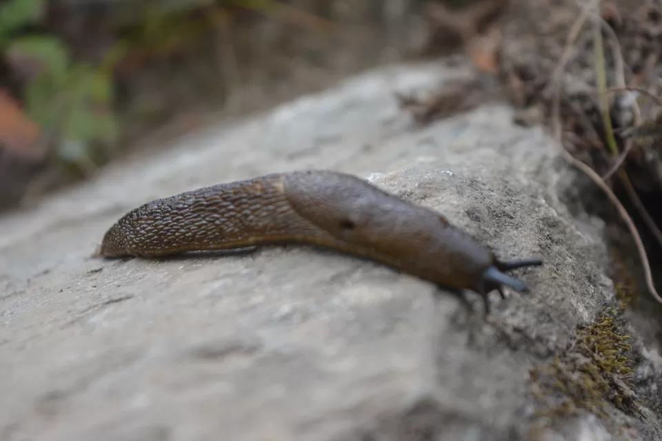 Photo of Wan, Uttarakhand, India by Yasin Ahmad