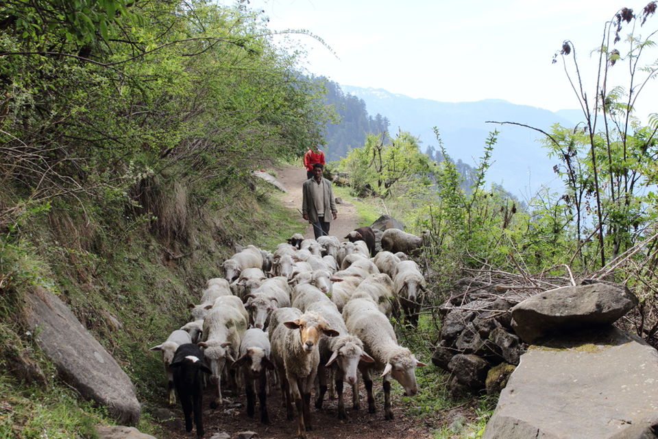 Photo of Saurkundi Pass - A Trail offers you to enjoy the timeless beauty of Kullu valley by Rishi Datta