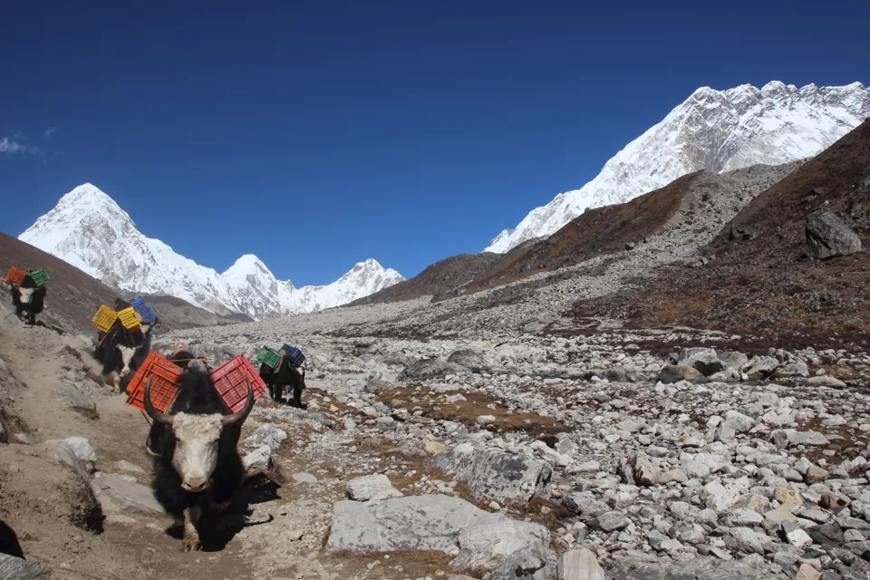 Photo of Everest Base Camp - path to the top of the world by Rishi Datta