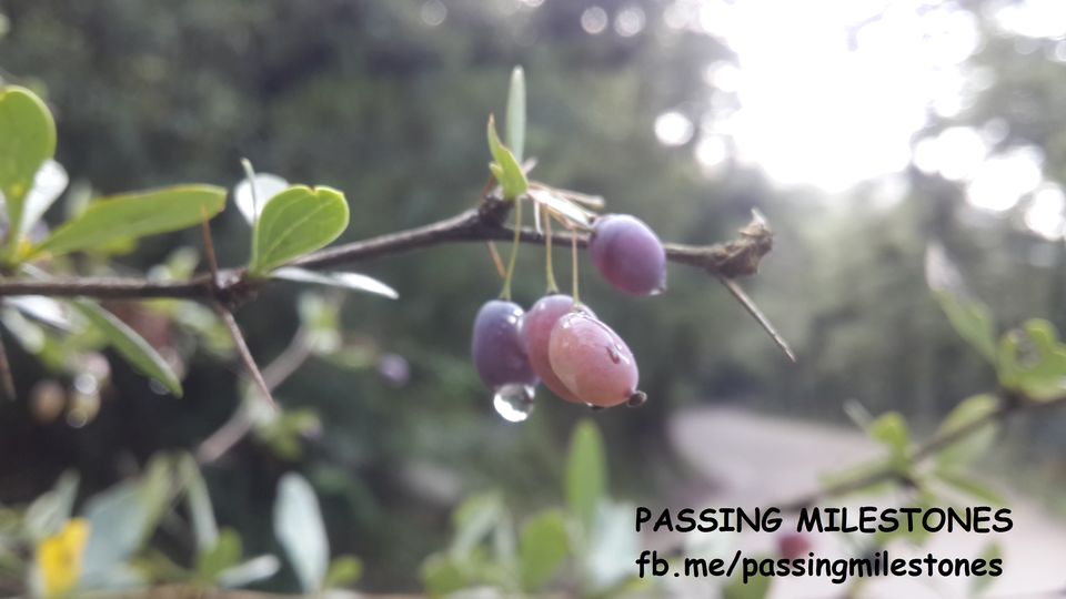 Photo of For nature lovers..It is crime to miss any of these !! 1/6 by Manu K K Verma