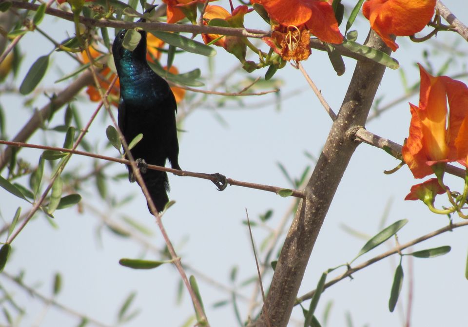 Photo of This place will make you forget that you are in Rajasthan 3/6 by Manu K K Verma
