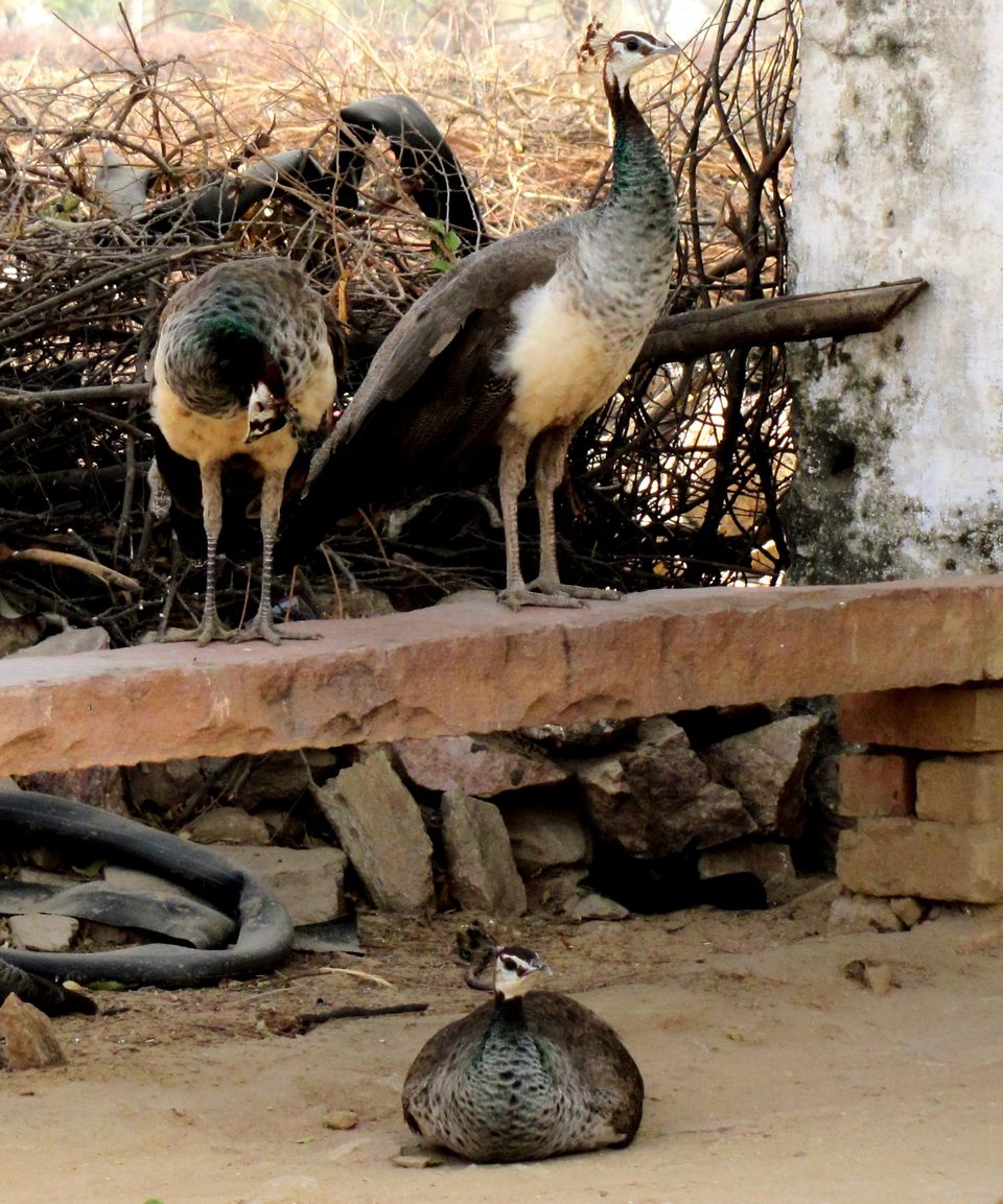 Photo of This place will make you forget that you are in Rajasthan 4/6 by Manu K K Verma