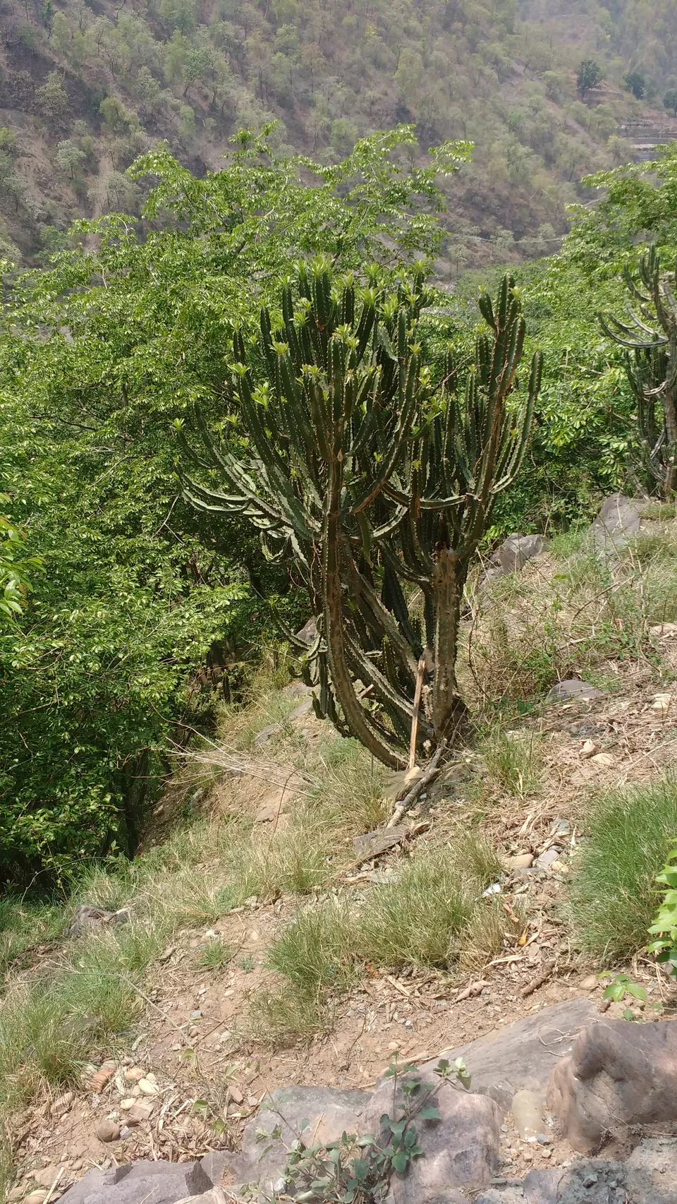 Photo of camp eagles nest, Singtali, Uttarakhand, India by theuncanny_traveller