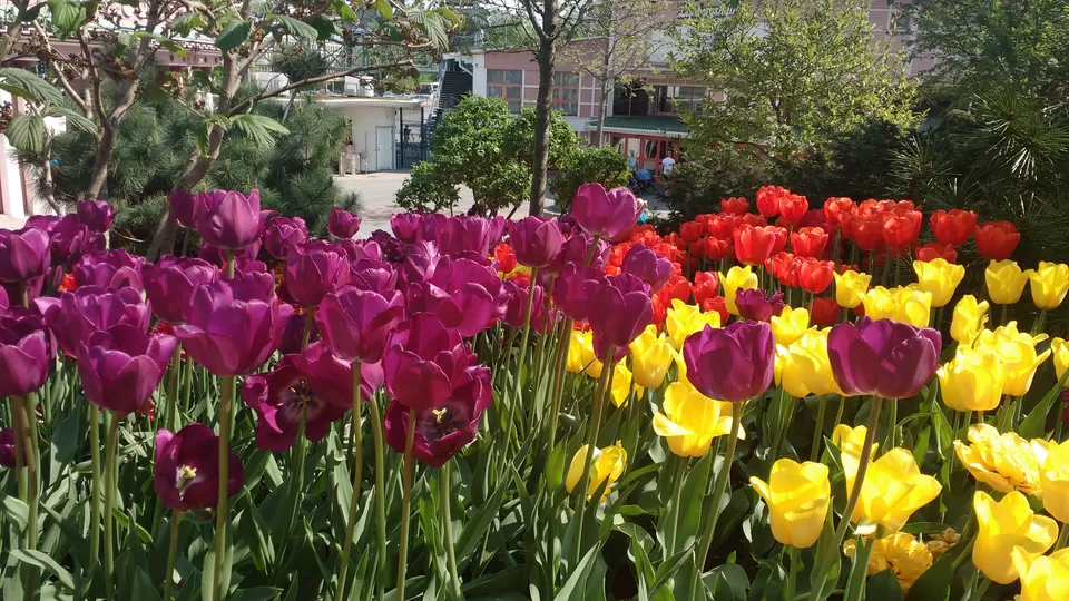 Photo of Liseberg Park, Gothenburg, Sweden by theuncanny_traveller