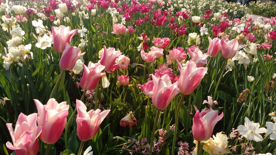 Photo of Göteborg Botaniska Trädgården, Gothenburg, Sweden by theuncanny_traveller