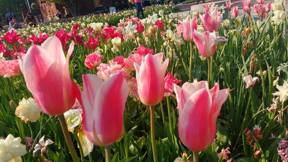 Photo of Göteborg Botaniska Trädgården, Gothenburg, Sweden by theuncanny_traveller