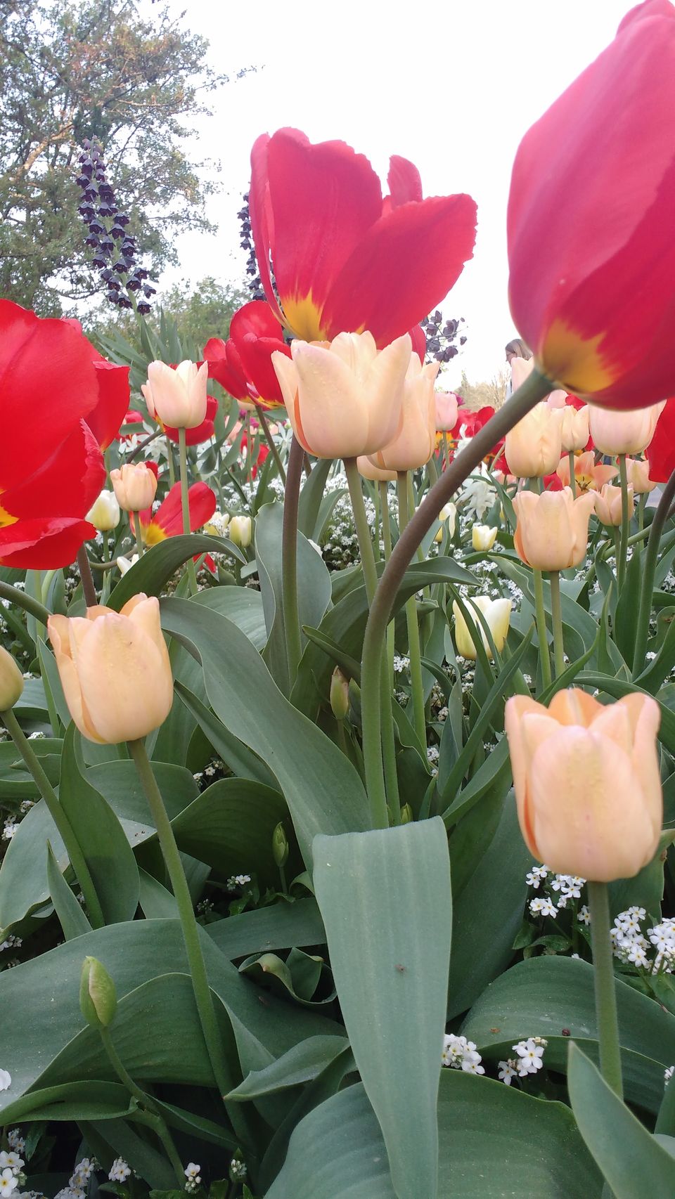 Photo of Göteborg Botaniska Trädgården, Gothenburg, Sweden by theuncanny_traveller
