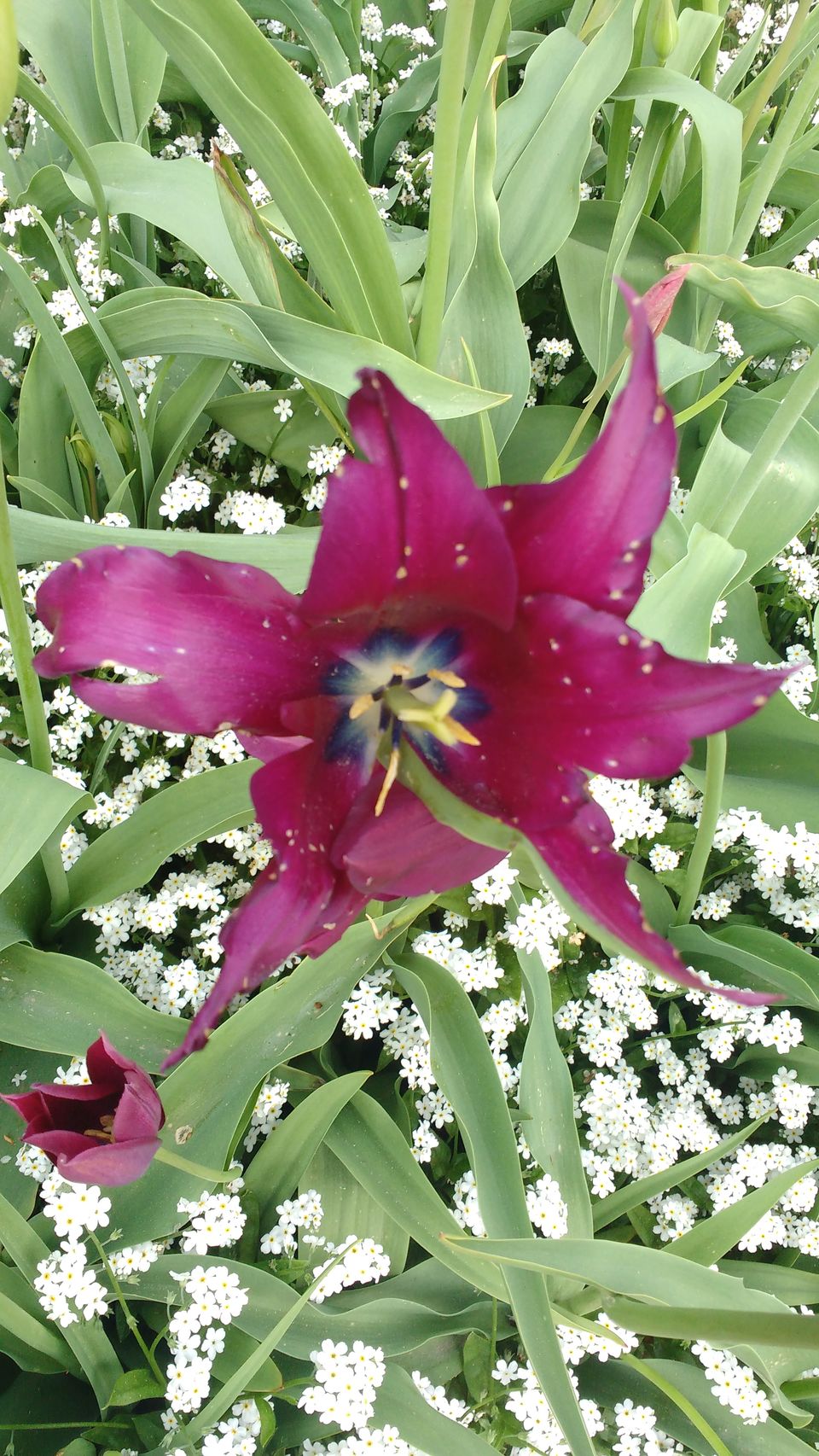Photo of Göteborg Botaniska Trädgården, Gothenburg, Sweden by theuncanny_traveller