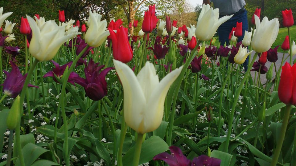Photo of Göteborg Botaniska Trädgården, Gothenburg, Sweden by theuncanny_traveller