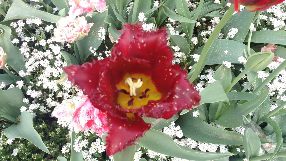 Photo of Göteborg Botaniska Trädgården, Gothenburg, Sweden by theuncanny_traveller