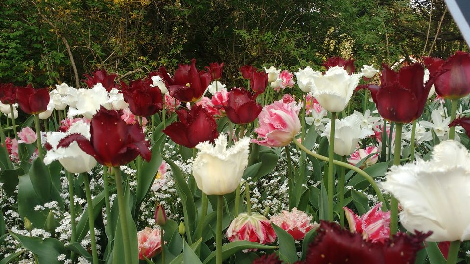 Photo of Göteborg Botaniska Trädgården, Gothenburg, Sweden by theuncanny_traveller