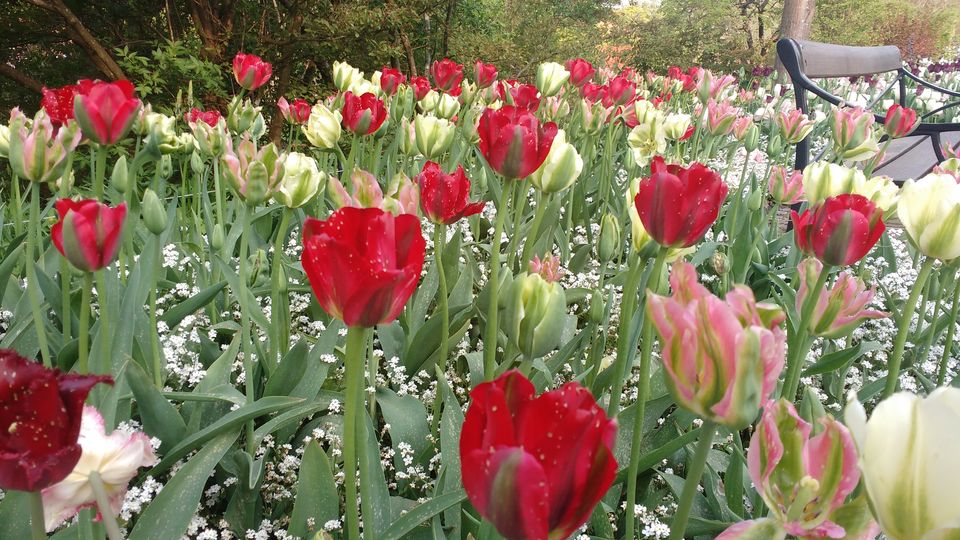 Photo of Göteborg Botaniska Trädgården, Gothenburg, Sweden by theuncanny_traveller