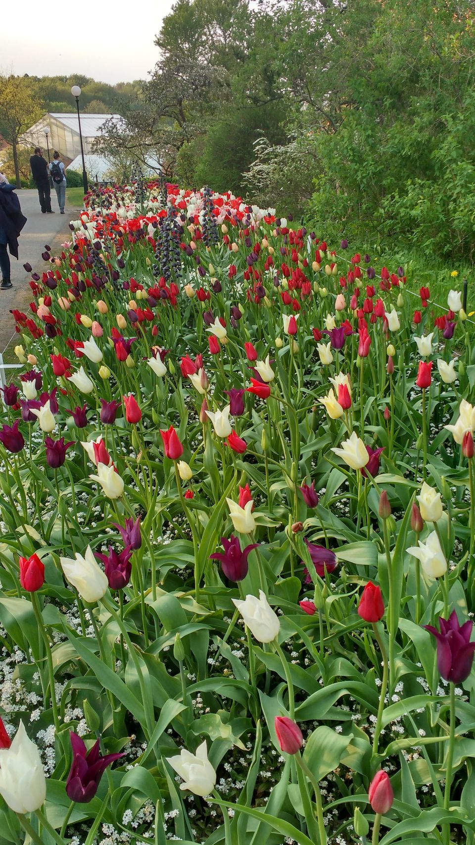 Photo of Göteborg Botaniska Trädgården, Gothenburg, Sweden by theuncanny_traveller