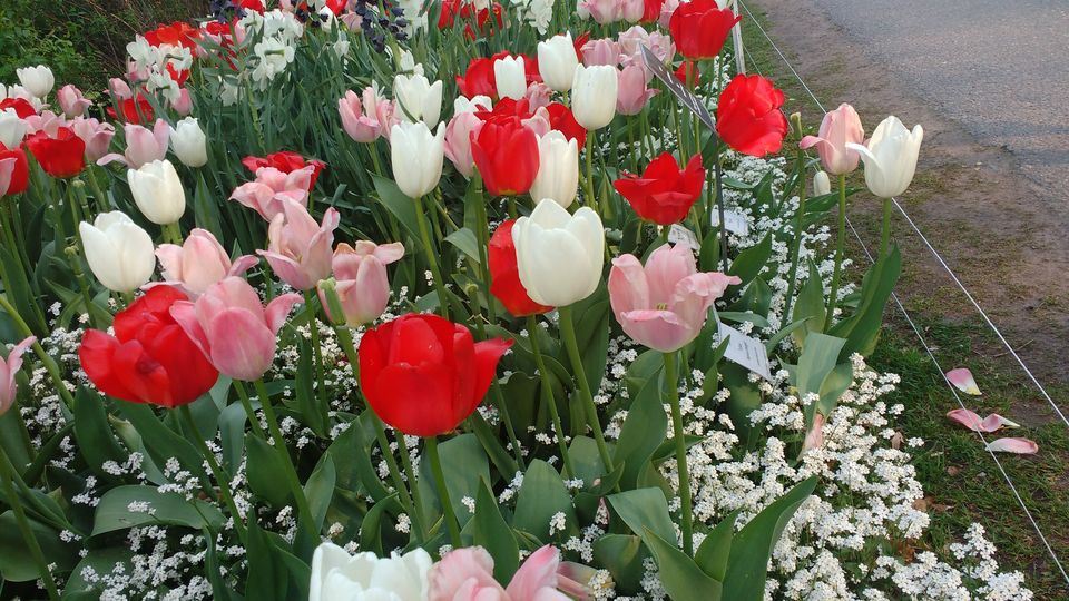Photo of Göteborg Botaniska Trädgården, Gothenburg, Sweden by theuncanny_traveller