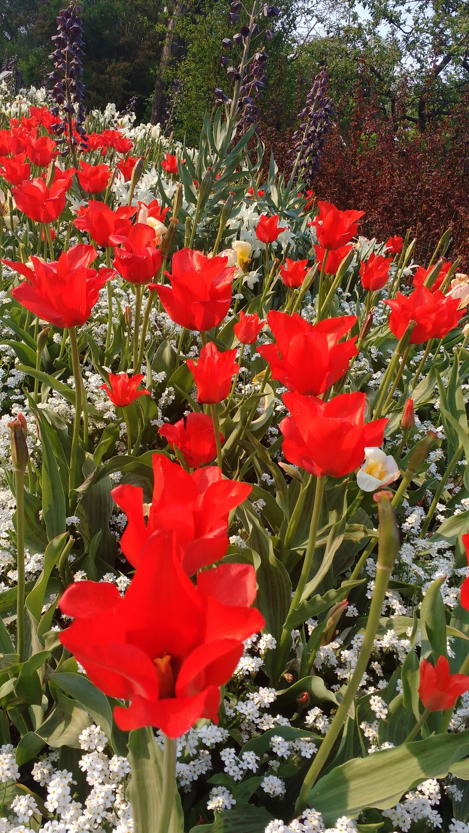 Photo of Göteborg Botaniska Trädgården, Gothenburg, Sweden by theuncanny_traveller