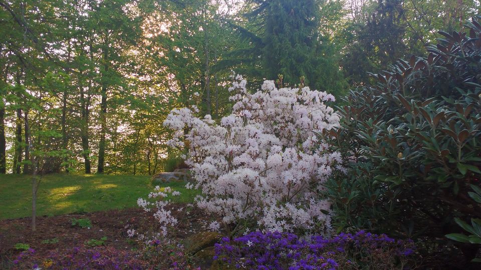Photo of Göteborg Botaniska Trädgården, Gothenburg, Sweden by theuncanny_traveller