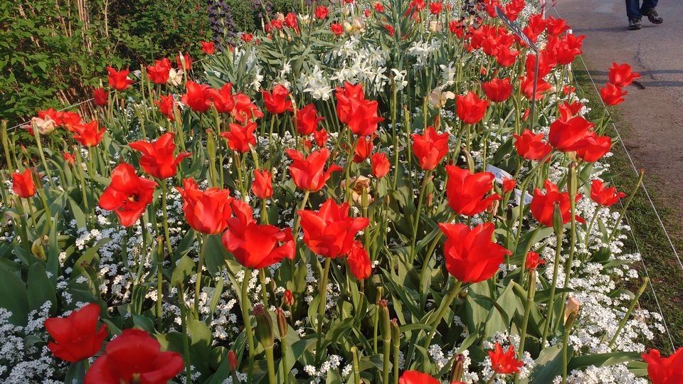 Photo of Göteborg Botaniska Trädgården, Gothenburg, Sweden by theuncanny_traveller